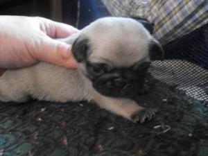 AKCfawnpugpuppiesforsale